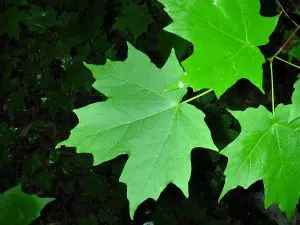 Sugar Maple Leaves
